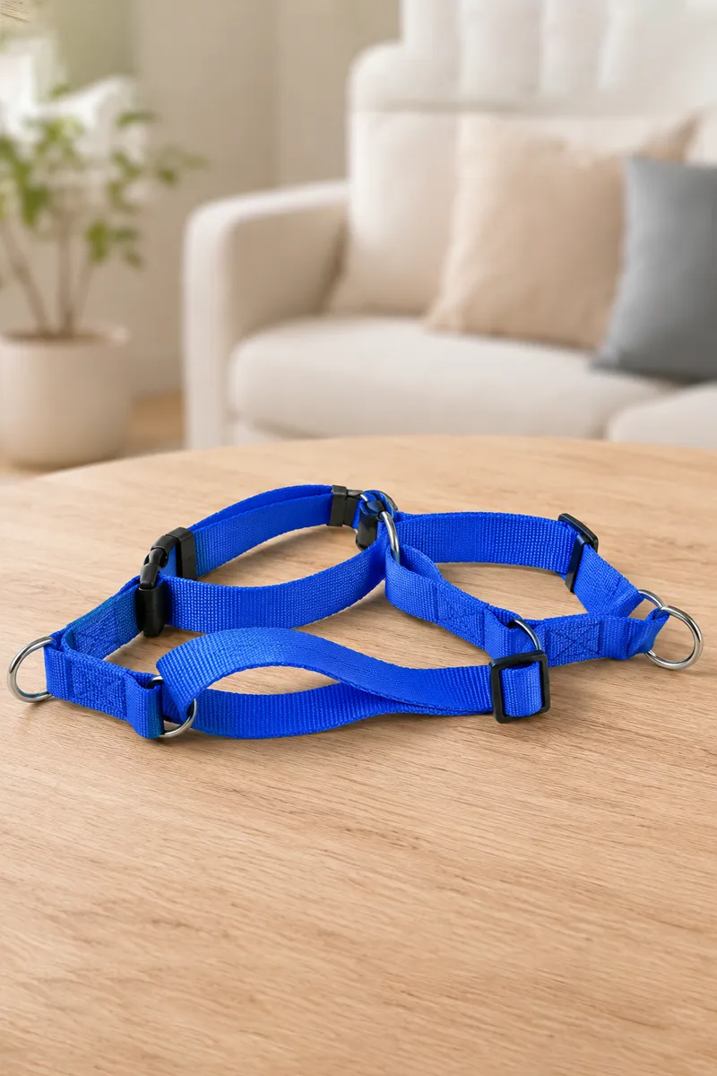 Canine Collar Leash For Dogs (Blue) - 2.5 mm