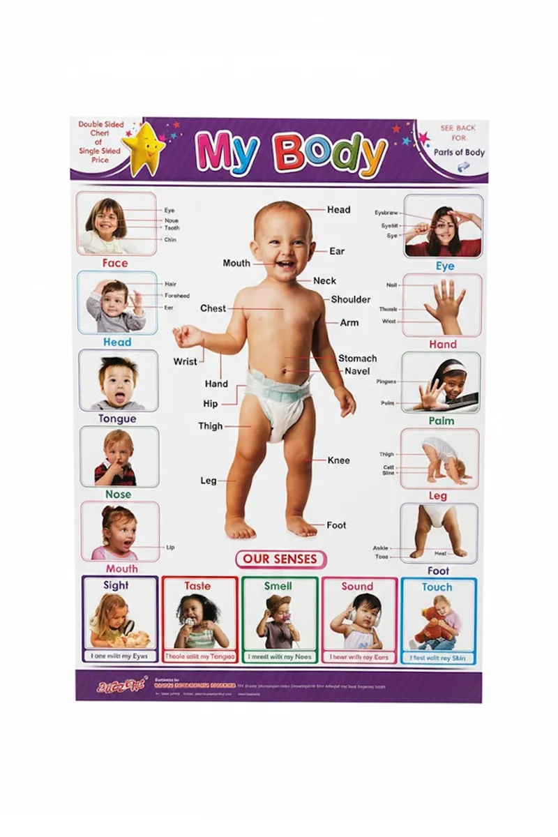 Parts of the Body Double-Side Learning Chart - 1pc